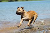 STAFFIE 174